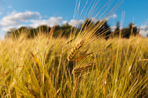grains of golden wheat 