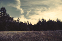 Clouds Touching Tree Tops | Sky | Forest | Shallow Depth of Field | Background | Camp | Retreat | Solitude