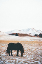 a horse grazing in the snow 