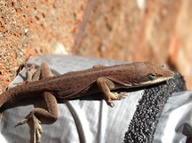 Brown lizard on pipe of garden hose next to brick wall of house exterior