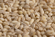 grains texture background 
