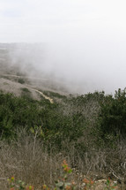 foggy countryside 
