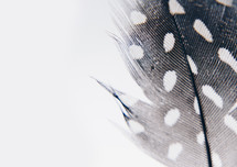 spotted feather 