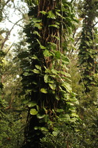vines on a tree trunk in a jungle in Hawaii 