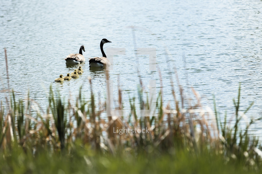 goose family on pond