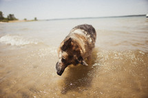 Dog standing on ocean.
