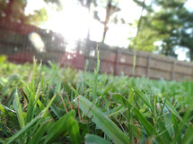 Close up of grass blades in lawn on sunny summer day