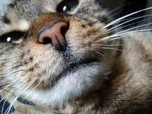 Close up of nose and mouth on brown tabby cat with green eyes