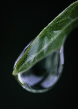Water droplet on the end of a leaf