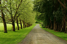 tree lined dirt road 