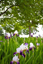 Iris flowers under a tree in a field 
