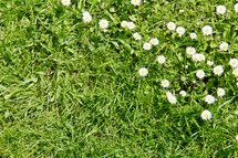 white daisies in green grass