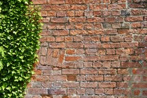 green ivy on a brick wall 