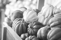pumpkins, squash, and gourds
