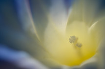 center of a white lily flower 
