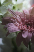 a pink gerber daisy 