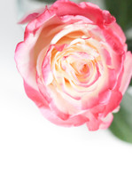 pink rose on white 