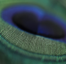 peacock feather closeup 