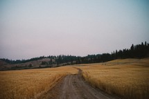 worn dirt road in a wheat field 