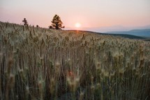 field of wheat at sunset 