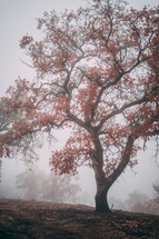red fall leaves on a tree in fog 