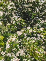 spring blossoms on a tree background 