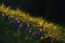 Spring sunrise on field. Violets flowers (Viola odorata)
