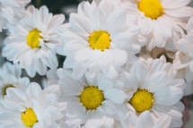 white daisies closeup 