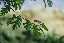 green oak leaves on branches 