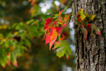 red and green leaves at fall 