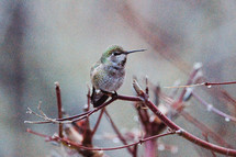 hummingbird perched on a branch 