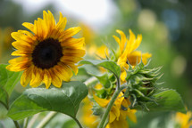 sunflowers in a field 