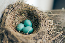 turquoise eggs in a bird's nest 