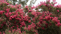 pink crape myrtle flowers growing over power lines 