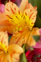 yellow lily closeup 