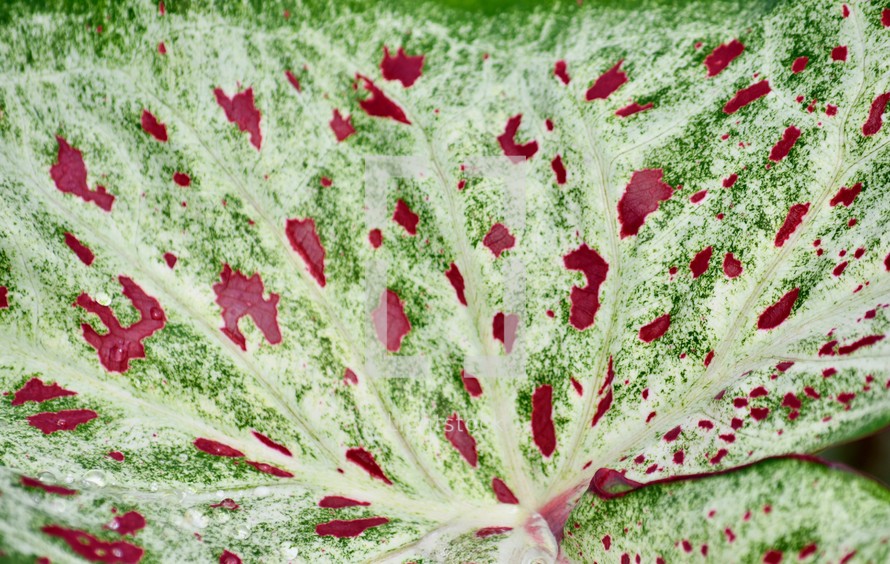 red spotted caladium leaf 