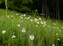 Daisy Field in an alpine Meadow 