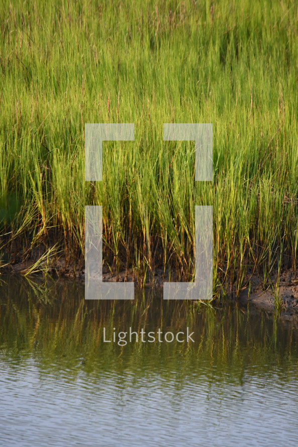 tall green grasses in a marsh 