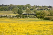 yellow field of flowers 