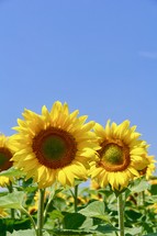 Yellow sunflowers against  blue sky 
