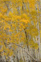 yellow fall forest 