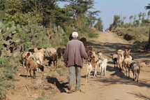 shepherd in Africa 