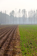 Misty day over half plowed field. Half power ready for seed and half planted and ready growing. 