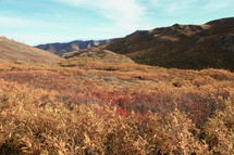 brown and red brush on a mountaintop 