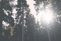 sunburst in a pine forest 