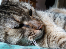 Close up of face of brown tabby cat with green eyes