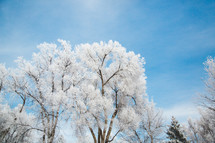 ice and snow on a winter tree, beautiful winter landscape with blue skies