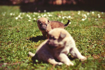 Puppies are playing in the field