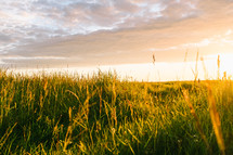 sunlight shining on green grasses at sunset 