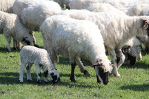 flock of sheep 